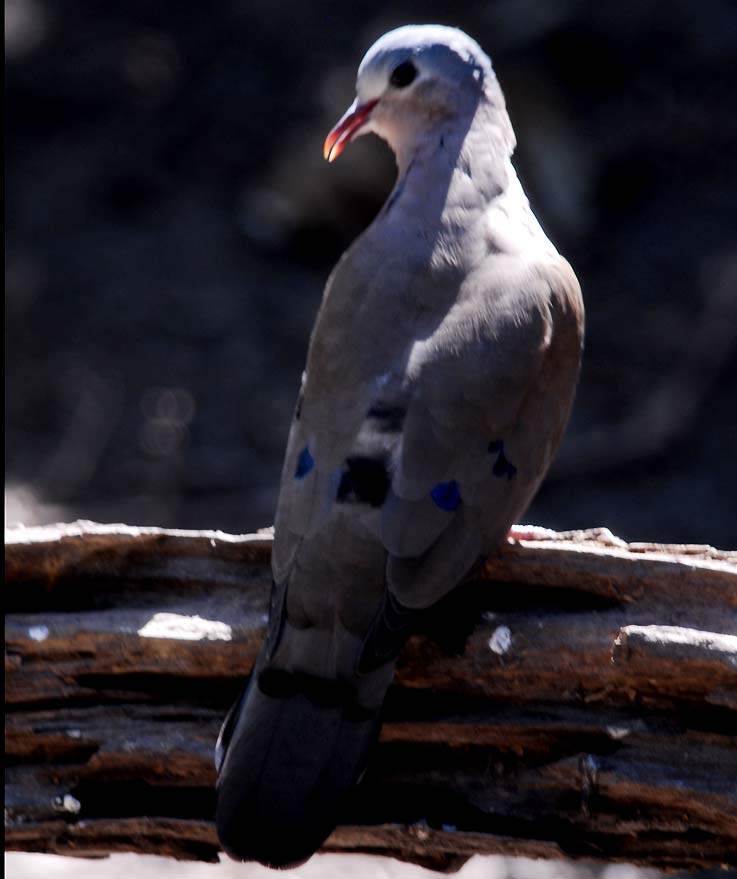 Dove_4208.jpg