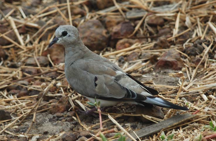 Dove-5021.jpg