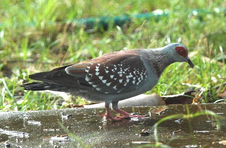 Dove_0410.jpg