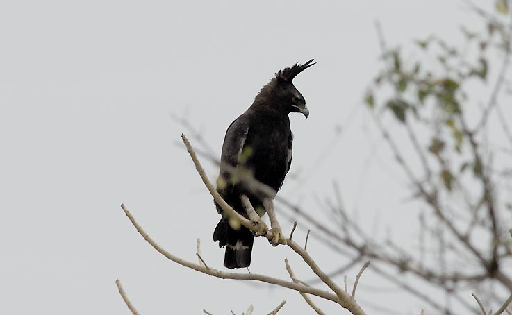 Eagle_5062.jpg