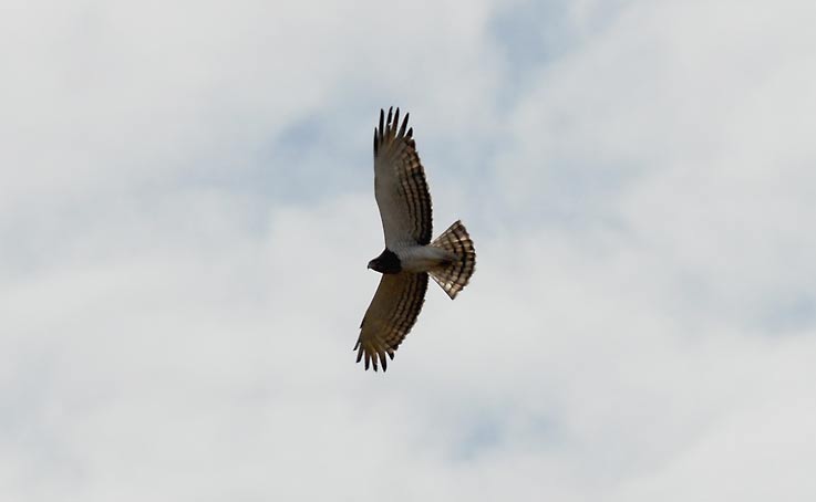 Eagle_5088.jpg