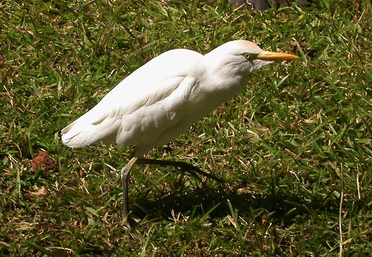 Heron-8256.jpg