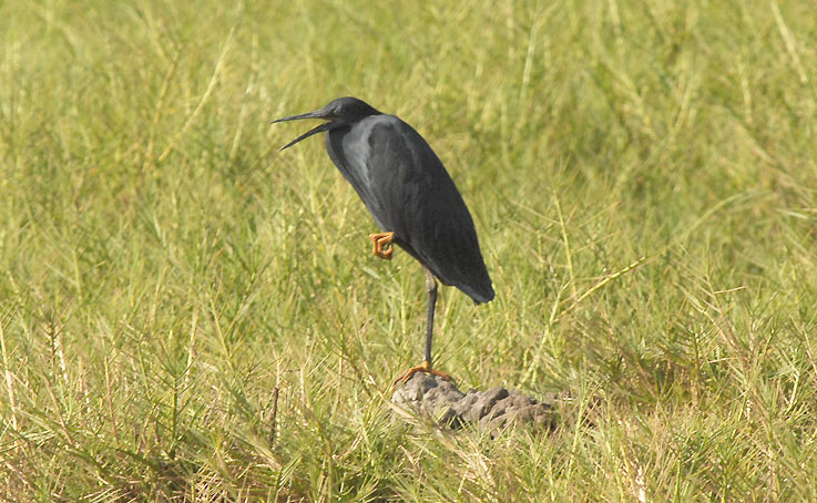 Heron_4485.jpg