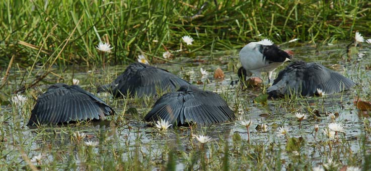 Heron_4729.jpg