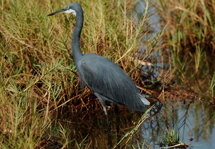 Heron_4744.jpg