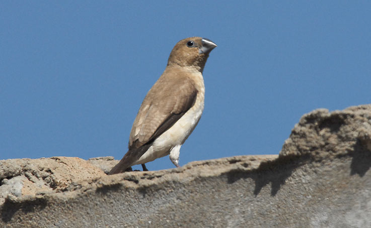 Finch_4364.jpg