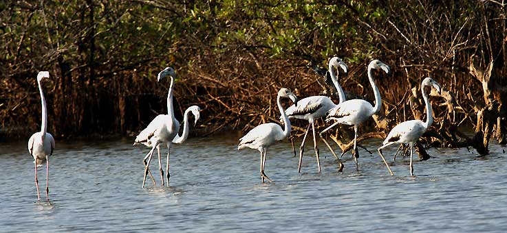 Flamingo_5318.jpg