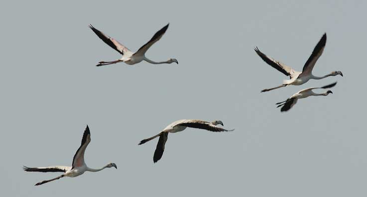 Flamingo_5323.jpg