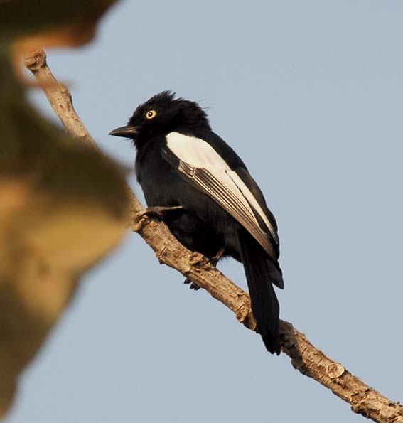 Tit2_5422.jpg
