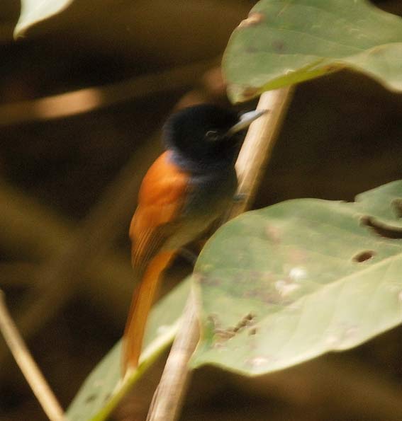 Fly_4942.jpg