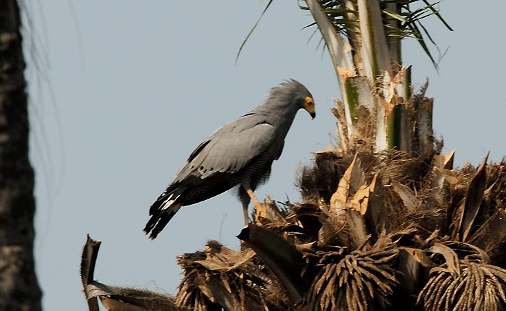 Hawk_5510.jpg