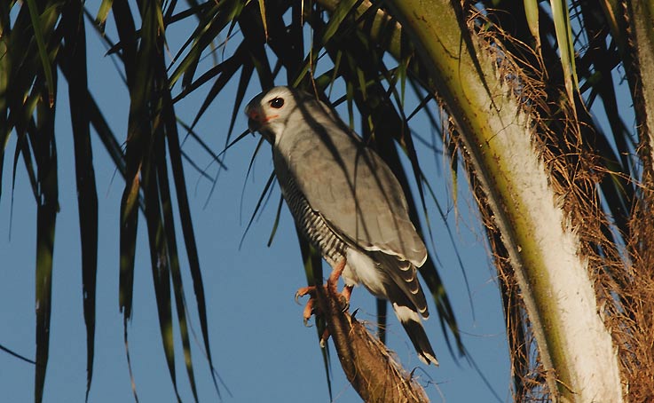 Hawk_4302.jpg