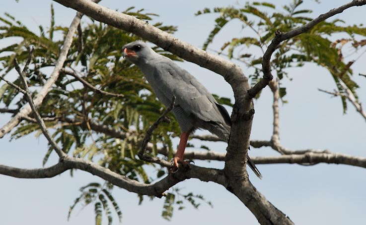 Hawk_5108.jpg