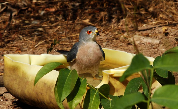 Hawk_4607.jpg