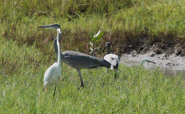 Heron_0280.jpg