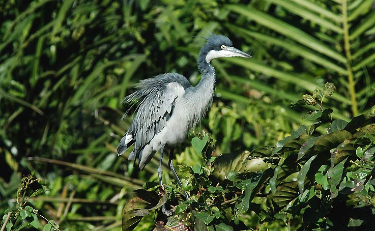 Heron_4097.jpg