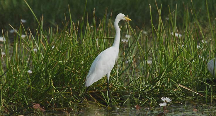 Heron_4735.jpg
