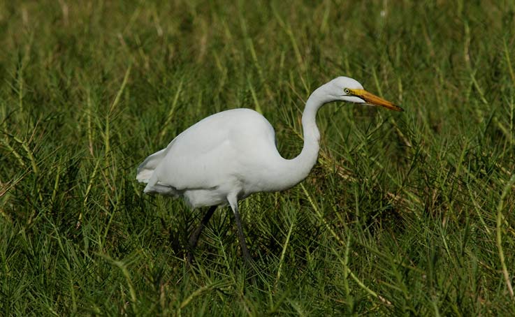 Heron_5252.jpg