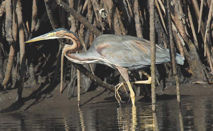 Heron_4240.jpg
