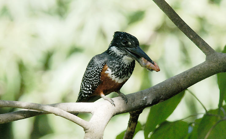 Kunkku_4923.jpg