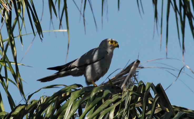 Hawk_4326.jpg