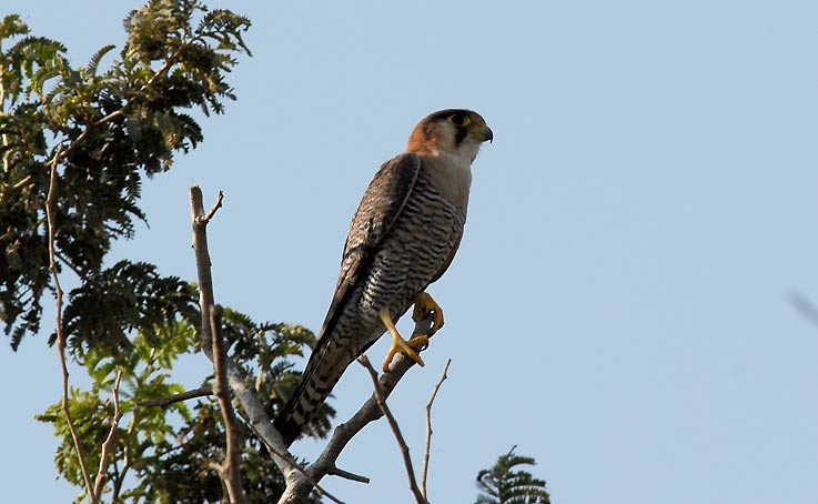 Hawk_5337.jpg