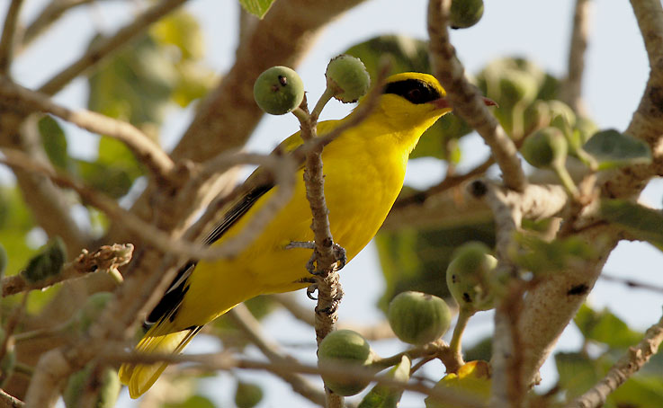Oriole_5460.jpg
