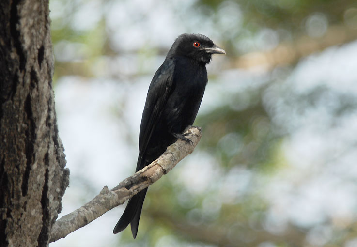 Drongo_4711.jpg