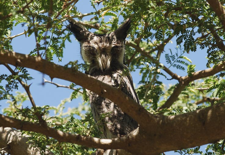 OWL-0312.jpg