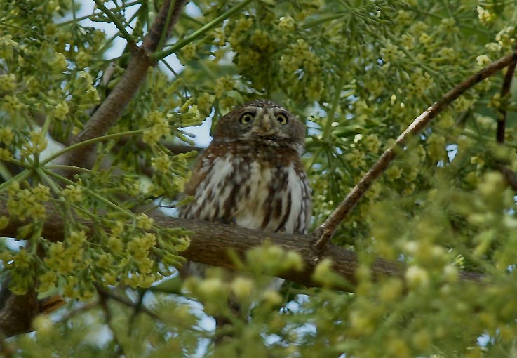 Owl_5142.jpg
