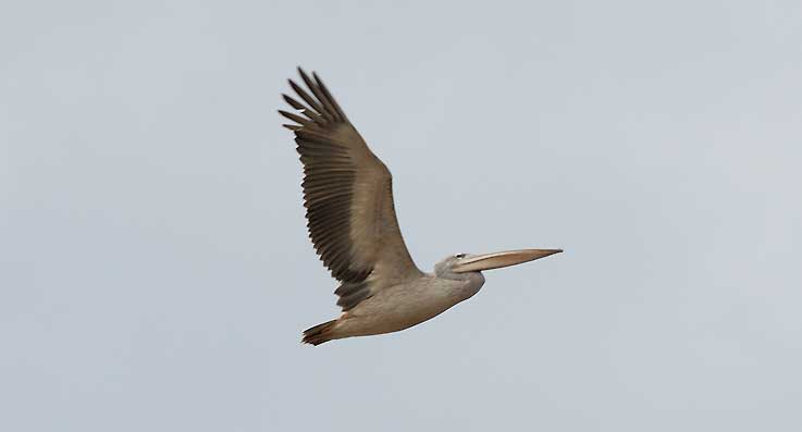 Pelican5072.jpg