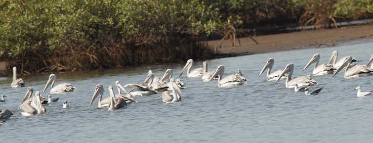Pelicans_5382.jpg