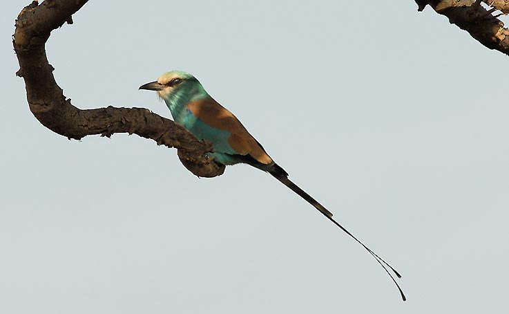 Roller_4802.jpg