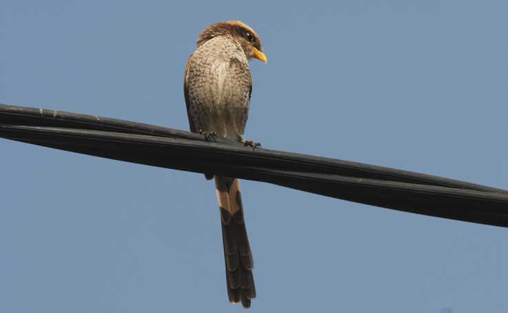 Shrike_4670.jpg