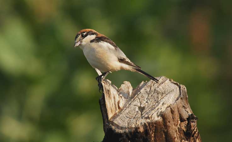 Shrike_5451.jpg