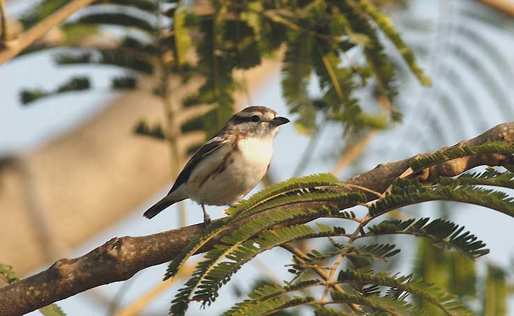 Shrike_5429.jpg