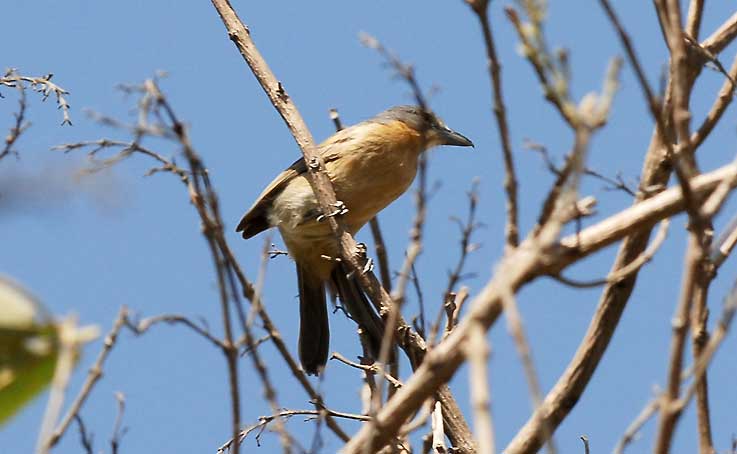 Shrike_0319.jpg