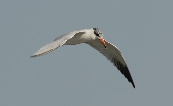 Tern_4573.jpg