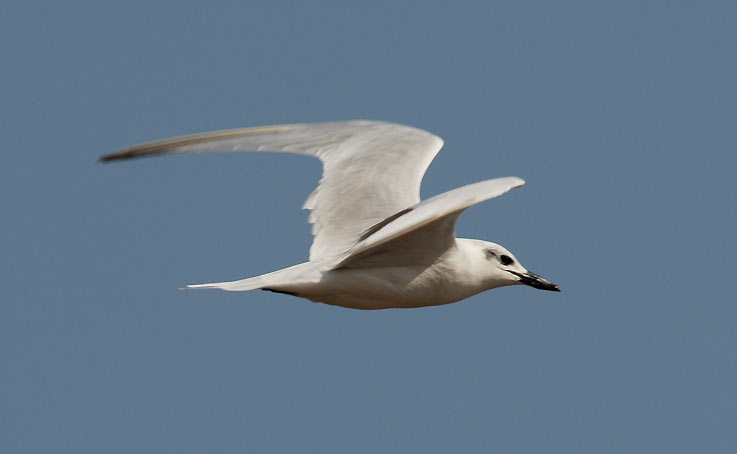 Tern_5355.jpg