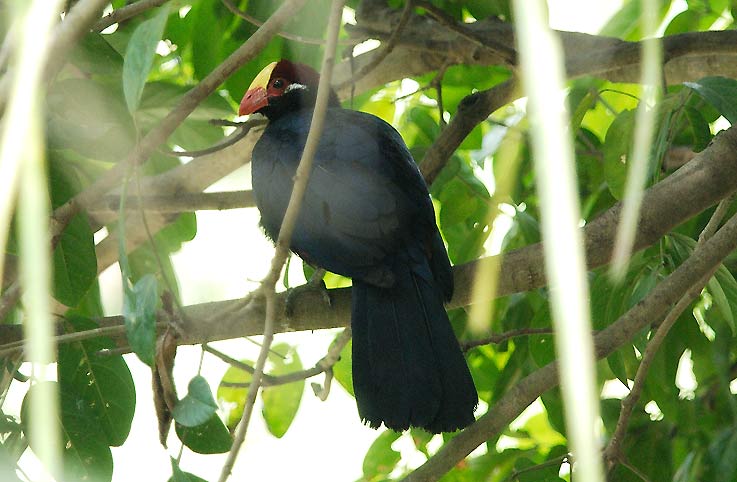 Turaco_4987.jpg