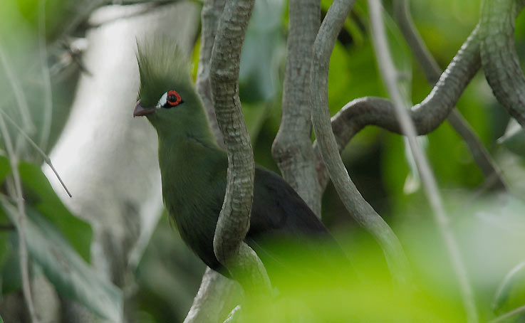 Turaco_4982.jpg