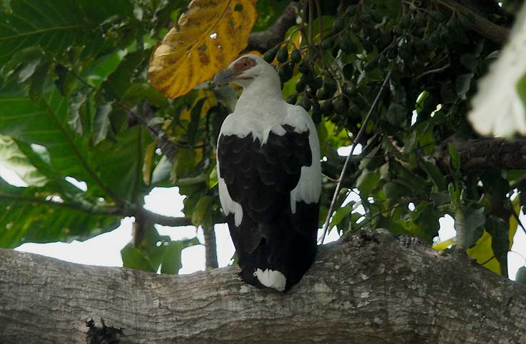 Palmnut_4975.jpg