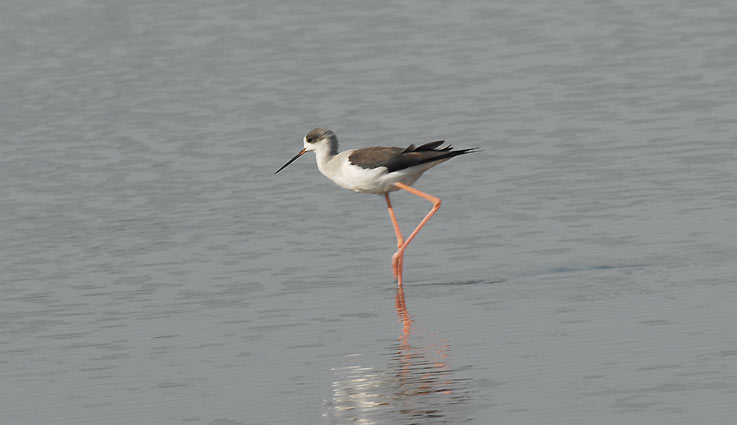 Plover_5345.jpg