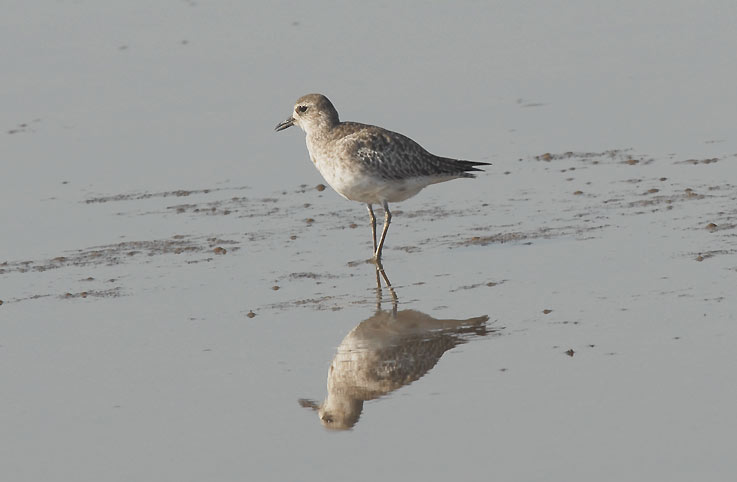 Plover_5346.jpg