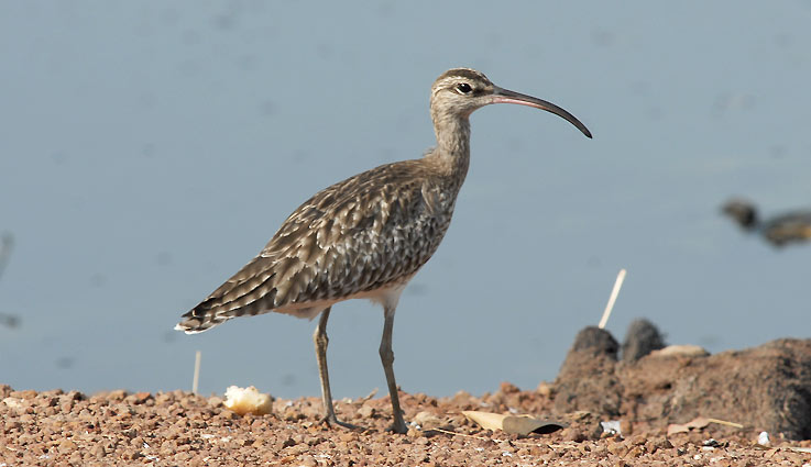 Whimbrel_4754.jpg