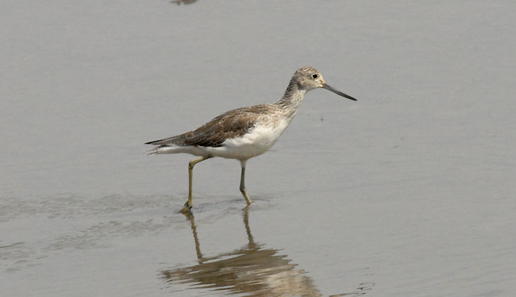 Plover_4521.jpg