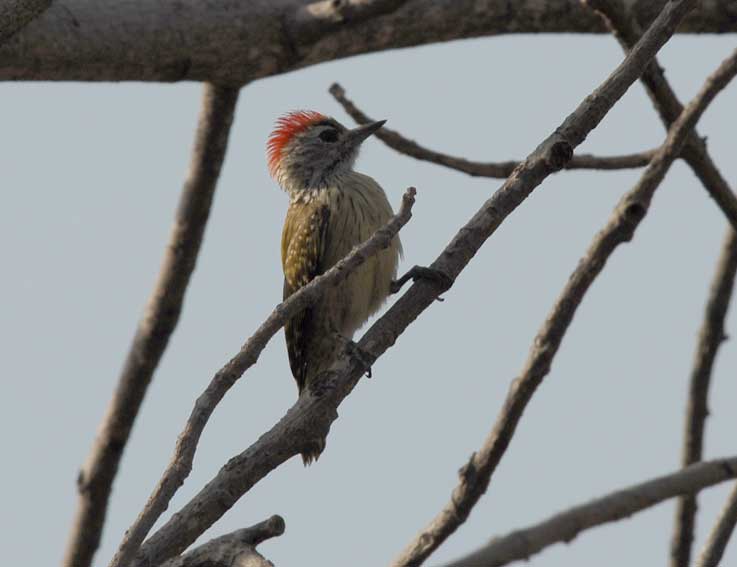 Cardinal_5479.jpg