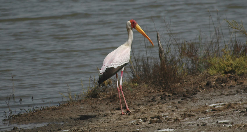 Afriibis_5943.jpg
