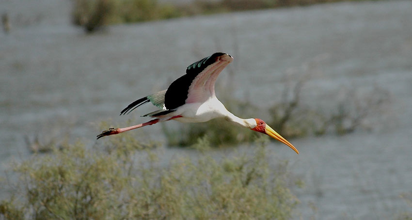 Afr-iibis_5947.jpg