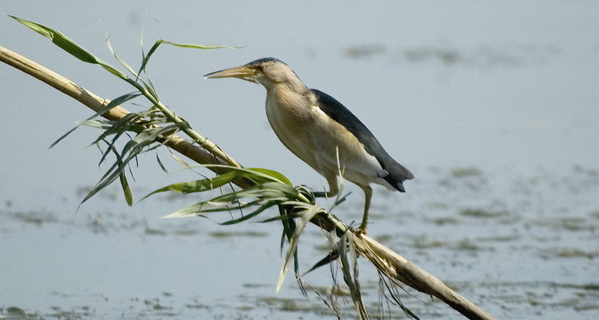 Pikkuh-_4096.jpg